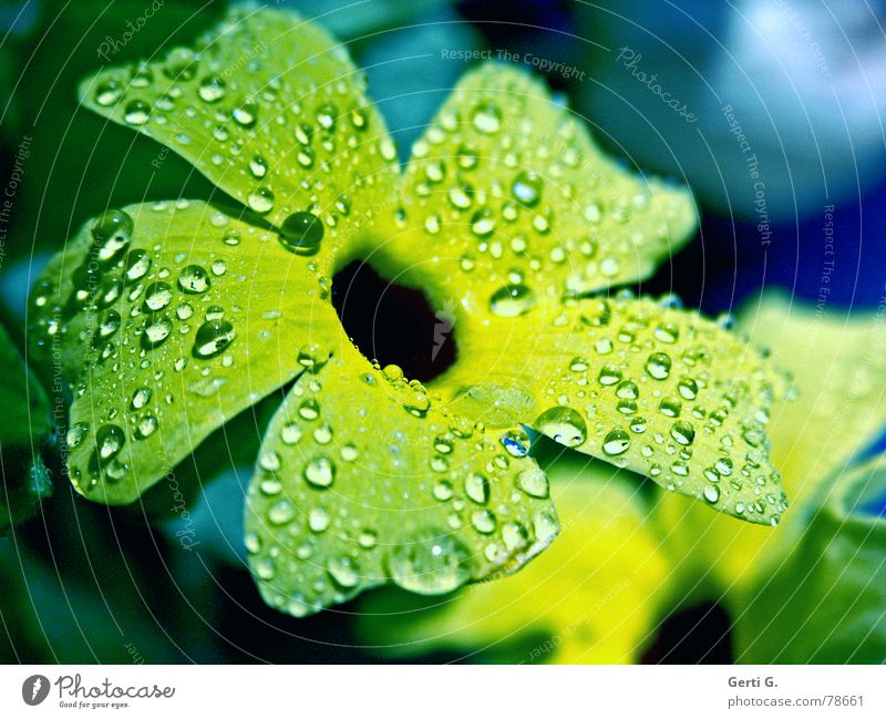 schlicht und einfach Hippie einweichen Wohlgefühl hydrophob gelb grün mehrfarbig Blume Blüte Pflanze Zierpflanze nass frisch Eis kalt Frühling Herbst Wellness