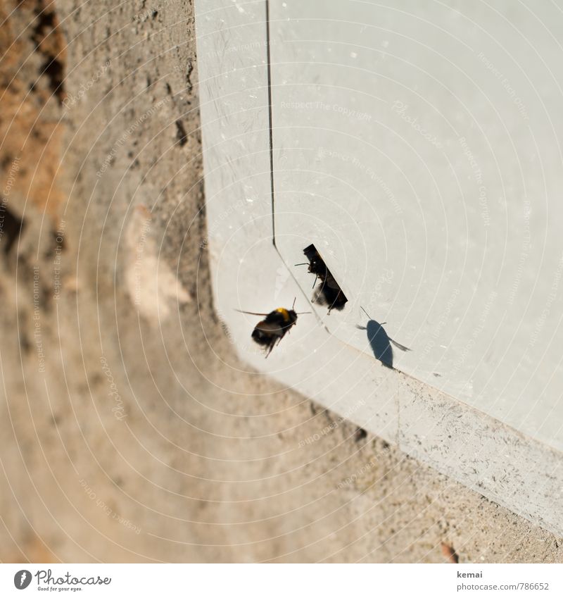 Heimkommen Dorf Mauer Wand Tier Nutztier Wildtier Biene Flügel Hummel Insekt 3 Tiergruppe Loch Eingang fliegen sitzen warten Reihenfolge Farbfoto