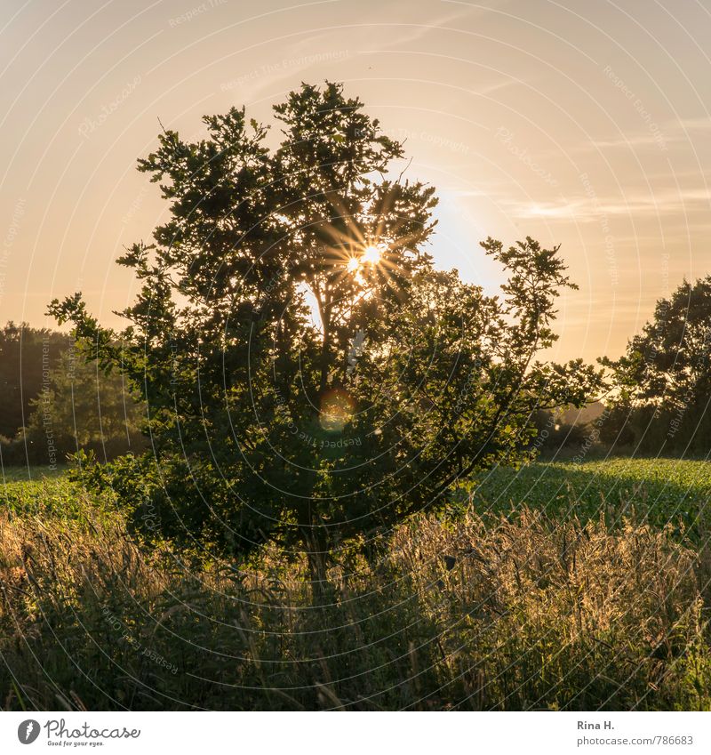 Letzte Sonnenstrahlen Sommer Natur Himmel Baum Gras Sträucher Wiese leuchten Zufriedenheit Lebensfreude ruhig friedlich Farbfoto Außenaufnahme Menschenleer