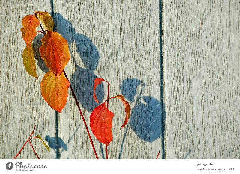 Schattengewächs Pflanze Herbst Blatt Holz Wand Wachstum Pflanzenteile Botanik verdunkeln grün verfallen schattengewächs blau Natur orange Holzbrett hell