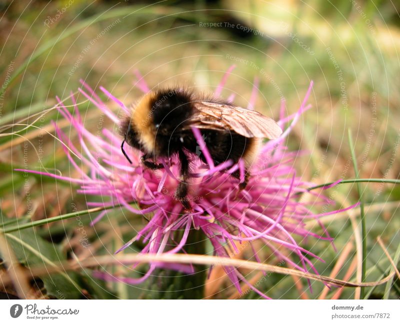 fleißiges Bienchen Biene Blume rosa schwarz gelb Natur kaz