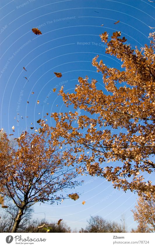 herbsttraum Jahreszeiten träumen Herbst Blatt Baum Himmel Natur fliegen Landschaft blau blue sky landscape