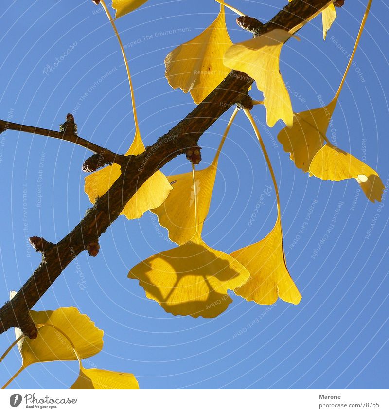 Gingkoblätter Leuchtkraft Ginkgo Herbstlaub Blatt Baum Jahreszeiten gelb Asien herbstsonne blau Schönes Wetter Kontrast