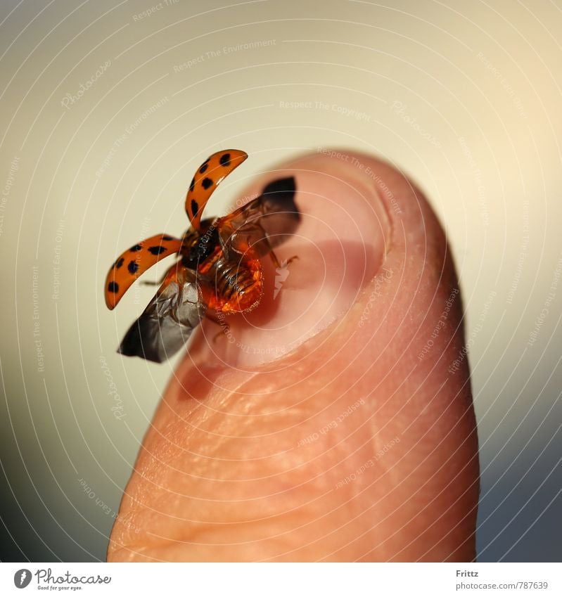 ... flieg Marienkäferl flieg ... Finger Fingernagel Tier Käfer Flügel Polyphaga Cucujoidea 1 fliegen braun grau orange rot schwarz halbkugeliger Käfer
