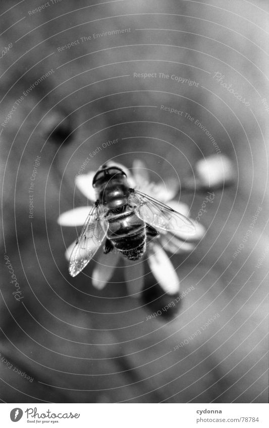 Meins! Biene Honig fleißig Produkt Mikrofotografie Blume Pflanze Blüte anziehen Reaktionen u. Effekte Arbeit & Erwerbstätigkeit Reifezeit Tier Insekt Pollen süß