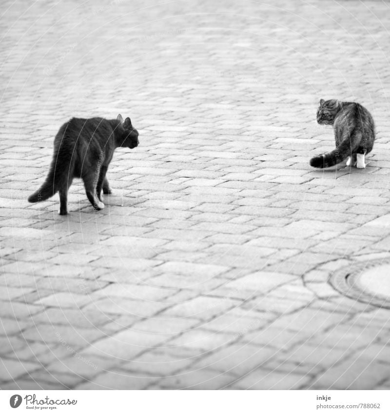 Straßenkreuzer Tier Menschenleer Platz Einfahrt Haustier Katze Hauskatze 2 Bodenplatten Gully Stein gehen Kommunizieren laufen stehen Konflikt & Streit