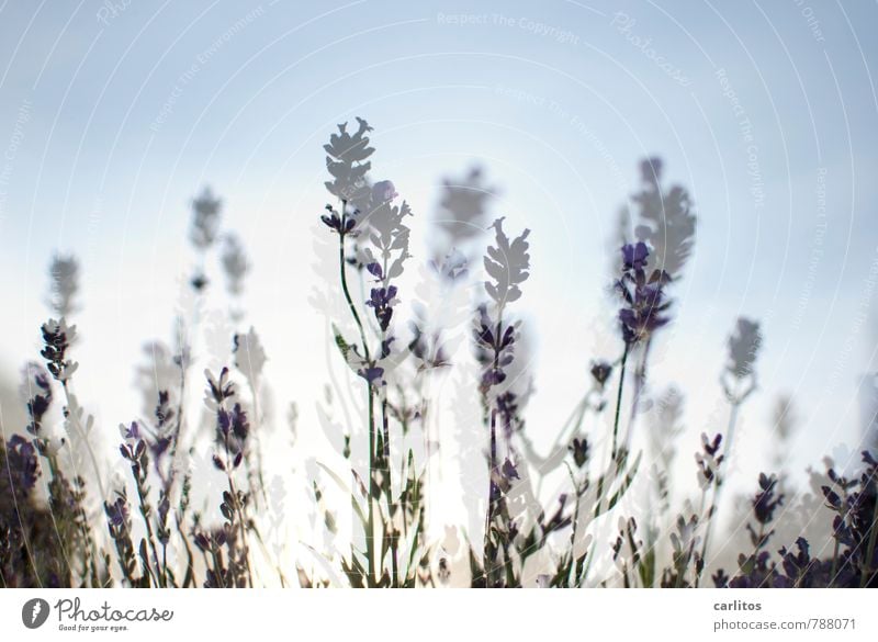 La Wendel Lavendel Doppelbelichtung Blüten Gegenlicht schwache Tiefenschärfe Duft Sommer Urlaub