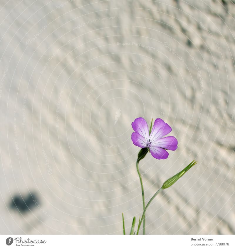 schattendasein Sonne Häusliches Leben Haus Garten Pflanze Blume Mauer Wand Wachstum werfen grün violett Putz rau einzeln Schattendasein zart Nelkengewächse