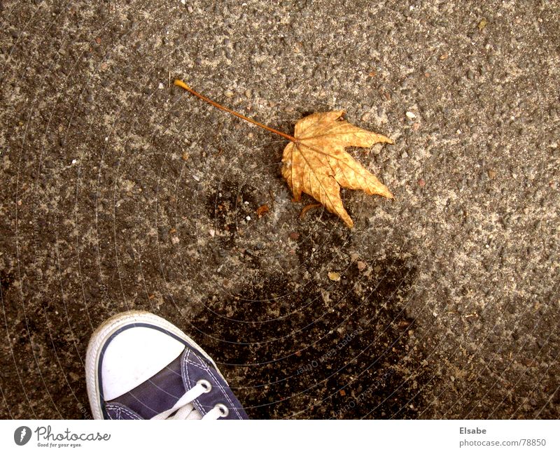 ahh, da liegt das erste! Turnschuh Herbst Blatt Schuhe Pfütze Asphalt Bekleidung Bodenbelag Wasser