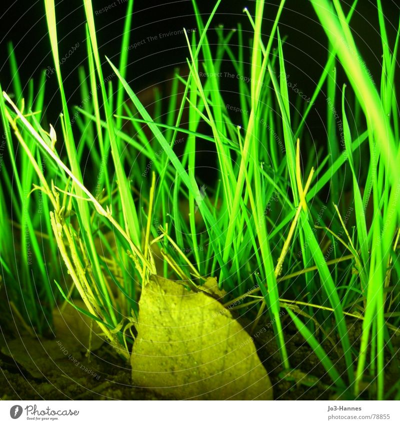 Neon maigrün durcheinander Gras Wiese Blatt gelb Neonlicht Licht dunkel Nacht Überbelichtung Strahlung grell verrückt Grasland Grünfläche Grasnarbe toben Rasen