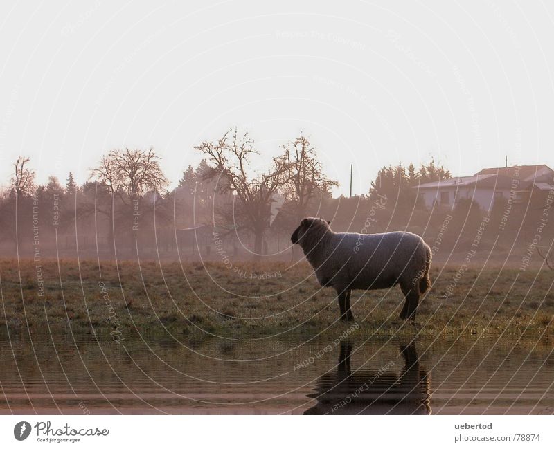 Das Radebeuler Schaf Wiese Winter Landwirtschaft Nutztier Wolle kalt Nebel Einsamkeit Außenaufnahme Dresden Natur Wärme Landschaft