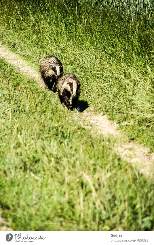 Zwei Dachse ( Wildtiere) laufen hintereinander einen Pfad entlang durchs Gras | verfeindet Natur Tier Wiese Feld 2 Jagd braun grün schwarz weiß Abenteuer