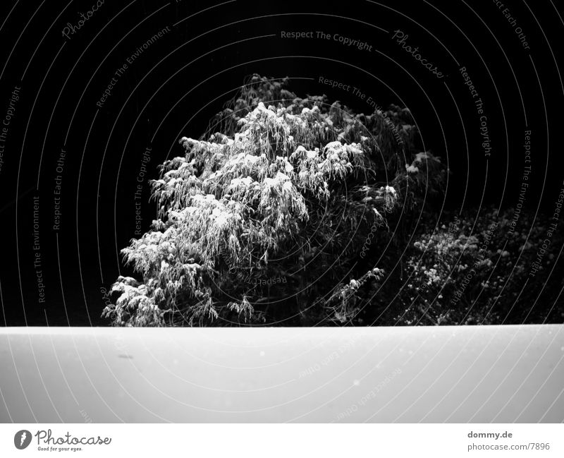 kalterWINTER Baum Winter Tisch schwarz weiß Schnee Schwarzweißfoto kaz