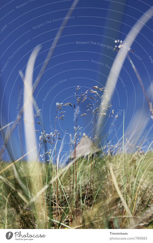 liegen... Ferien & Urlaub & Reisen Umwelt Natur Himmel Schönes Wetter Pflanze Gras Hügel Dänemark ästhetisch natürlich blau grün Gefühle Wärme Seezeichen Halm