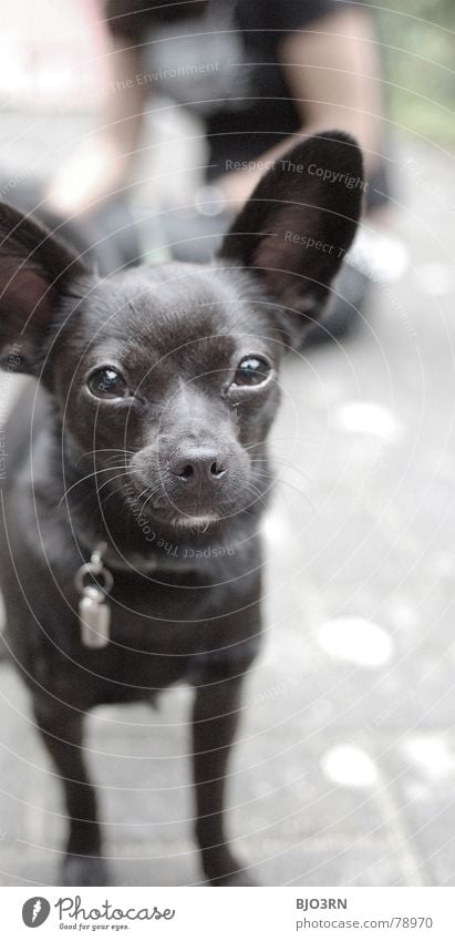 Neo, die Teppichrakete bissig vertikal Hochformat winzig Hund klein unschuldig schwarz grau Halsband Schnauze Tier Haustier Fell Farbfoto Säugetier domestiziert