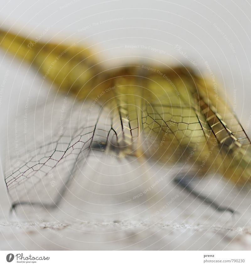Netz Umwelt Natur Tier Wildtier 1 gelb grau Libelle Libellenflügel netzartig Strukturen & Formen Farbfoto Außenaufnahme Nahaufnahme Makroaufnahme Menschenleer