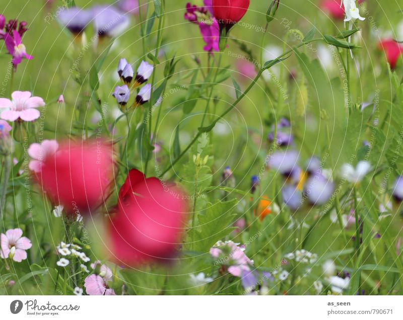 Sommerwiese IV Gesundheit harmonisch Sinnesorgane Ausflug Freiheit Muttertag Umwelt Natur Pflanze Schönes Wetter Blüte Garten Wiese Feld Blühend schaukeln