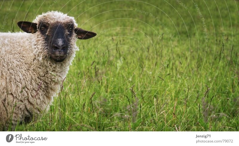 Wir haben hier was zu klären! Schaf Gras Wolle Schäfer Schafherde schön grün attraktiv Grünfläche Wiese Viehweide Landwirtschaft Weide Bergwiese Schafsbock