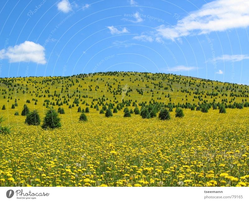 Gelbe Wiese Hügel gelb Blume Baum USA Amerika Oregon Himmel Wolken Frühling blau State Park Silver Falls Blumenwiese Blumenteppich unberührt Naturschutzgebiet