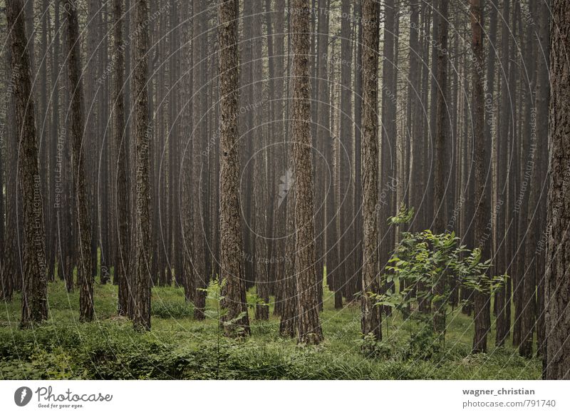 Forest Natur Landschaft Pflanze Frühling Sommer Nebel Baum Gras Wald Österreich Europa authentisch frei kalt trist braun grün Vorsicht Gelassenheit geduldig