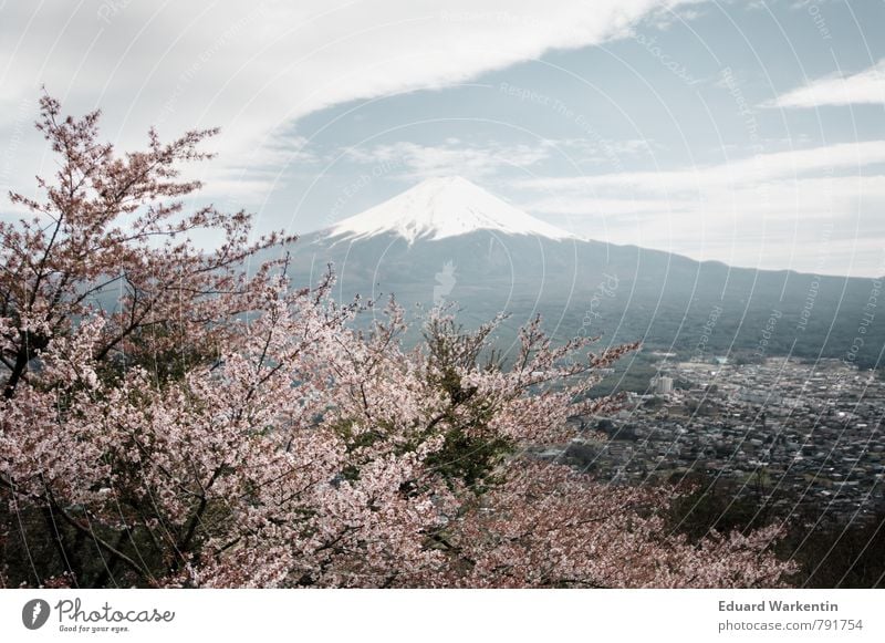 Fujiyama Natur Pflanze Luft Himmel Wolken Berge u. Gebirge Fujijama Idylle Kitsch Japan Kirschblüten Baum Frühling Mount Fuji Gedeckte Farben Außenaufnahme