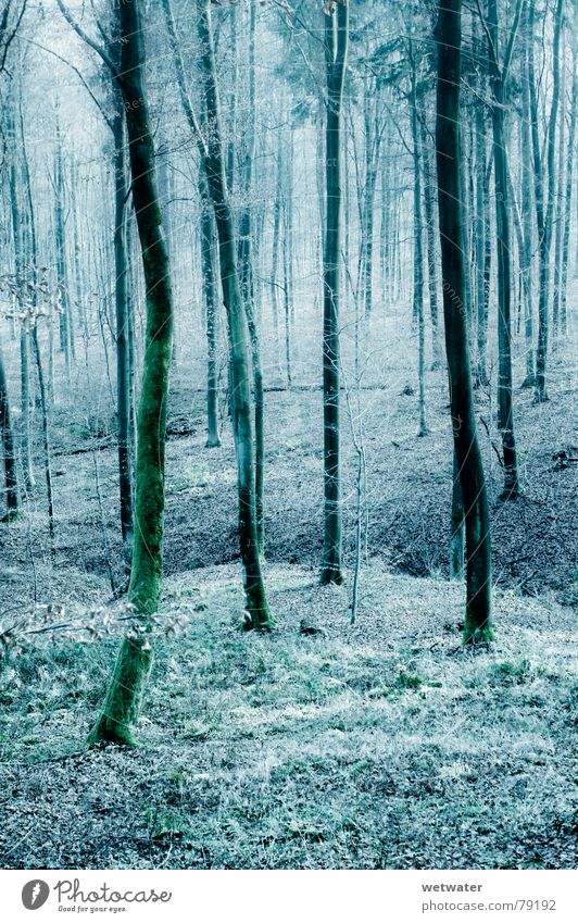 kalter Wald Holz Baum Winter Blatt Deutschland Holzmehl forrest blau blue cold tree Natur