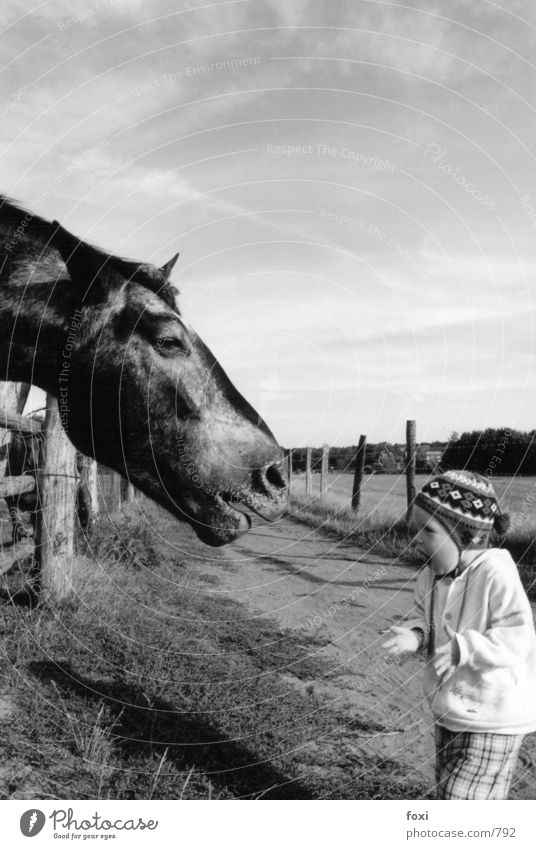Das Kind & das Pferd sprechen Mensch Kleinkind 1 Tiergesicht Gefühle Schrecken Größenunterschied Schwarzweißfoto Außenaufnahme Textfreiraum oben Tag