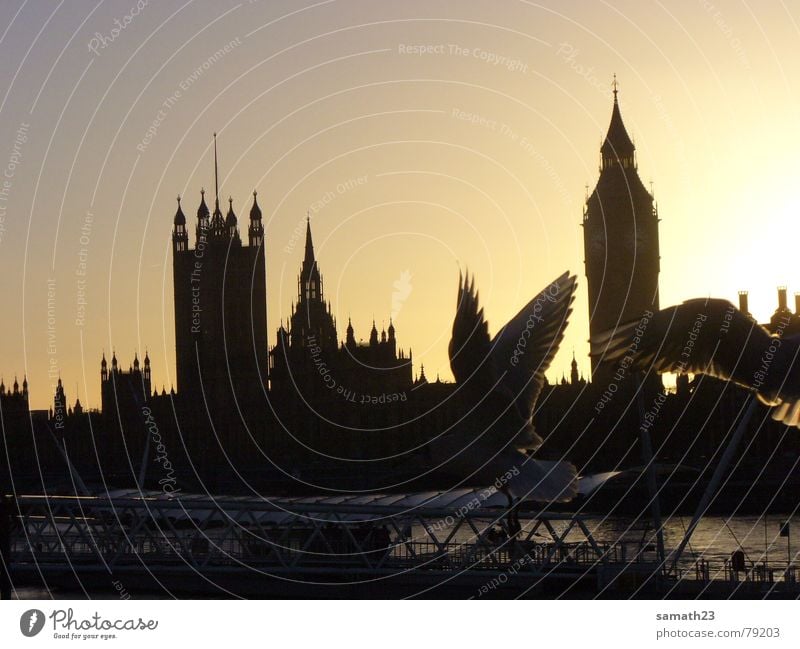Möwiges London Themse Möwe Vogel Gegenlicht Sonnenuntergang England Big Ben Schatten Flügel fliegen