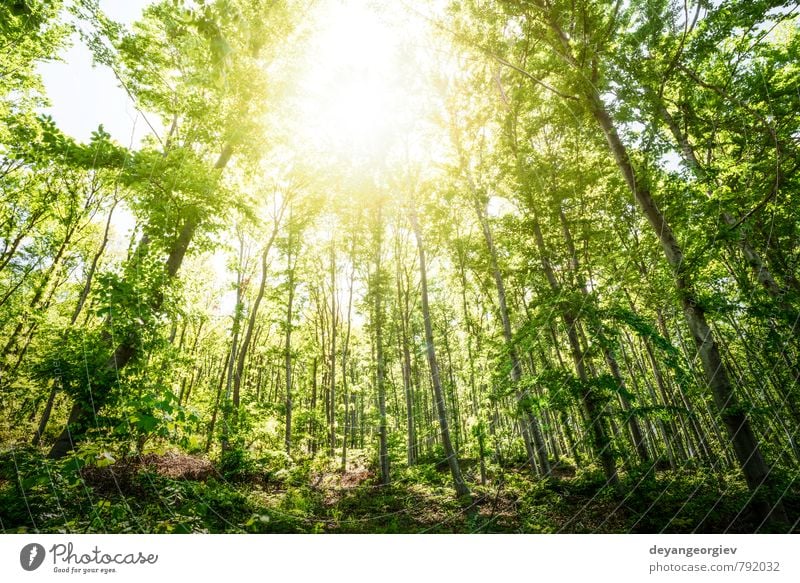 Sonnenlicht zwischen den Bäumen im Wald schön Umwelt Natur Landschaft Pflanze Herbst Nebel Baum Blatt Park Wege & Pfade natürlich grün Licht Jahreszeiten sonnig