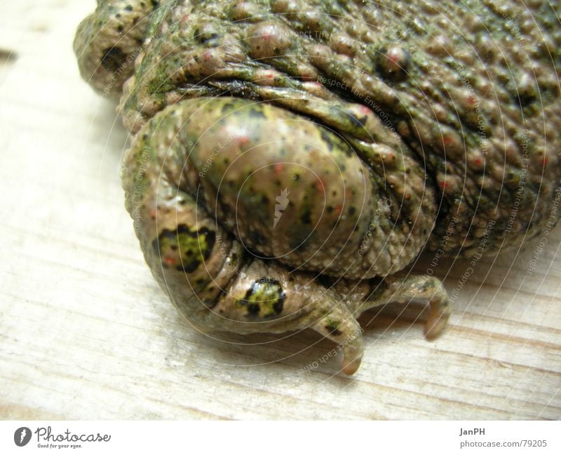 Krötenschenkel Tier Holz grün braun Amphibie Tarnung Frosch Beine Fuß