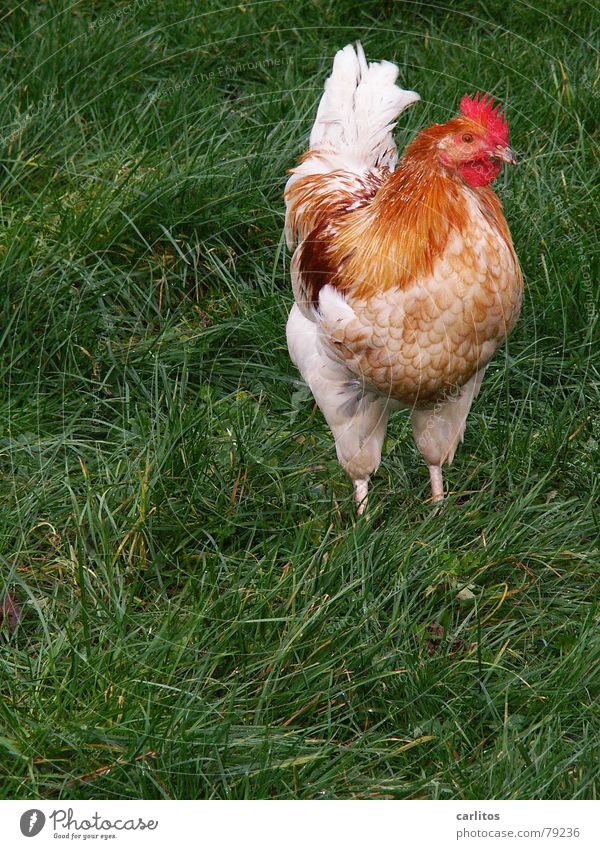 Ich woll't ich wär ein Huhn Osterei Eigelb Rührei Legehenne Hahn wecken Haushuhn Bauernhof Landwirtschaft Ranch Gras Stall Wiese Landleben Vogel festtagsbraten