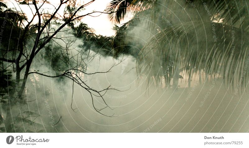 chikungunya Mauritius Giftgas Nebel Wald Nebelschleier Afrika Urwald Gas Abend Himmel Landschaft