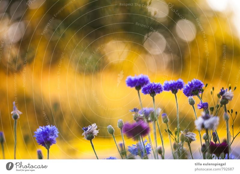 4:1 Umwelt Natur Pflanze Sonnenlicht Blüte Garten Wiese Wachstum natürlich blau gelb Farbe Komplementärfarbe Unschärfe Kornblume Stengel Blume violett glänzend