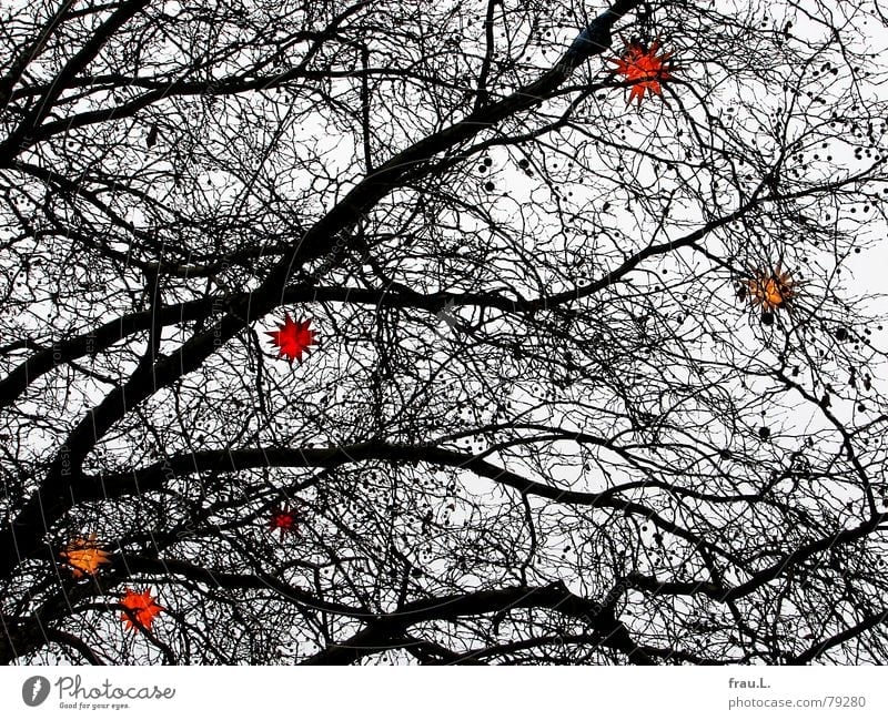 Weihnachtsbaum Baum Winter mehrfarbig Weihnachten & Advent Stern (Symbol) Ast Lampe herrnhuter sterne astwerk