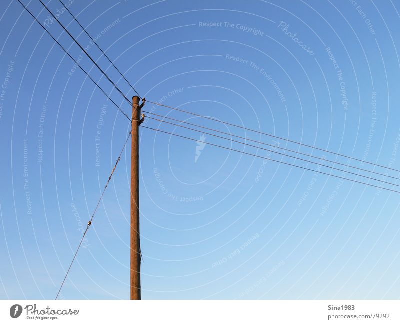 Lange Leitung Goldener Schnitt Elektrizität Strommast Holz Kommunizieren Kabel Himmel blau Schönes Wetter Blauer Himmel Außenaufnahme