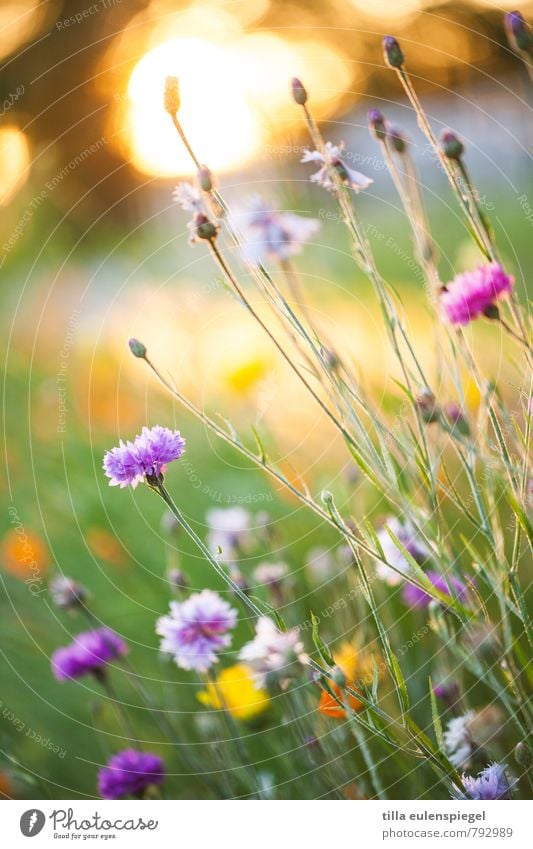 Sonnenblumen Natur Pflanze Sonnenaufgang Sonnenuntergang Sommer Blume Gras Garten leuchten hell natürlich schön Wärme mehrfarbig Farbe Umwelt Blumenwiese