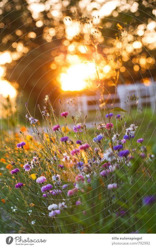 Martragny Natur Pflanze Sonnenaufgang Sonnenuntergang Sonnenlicht Blume Blüte natürlich schön Wärme mehrfarbig Einsamkeit Erholung Farbe Kitsch stagnierend