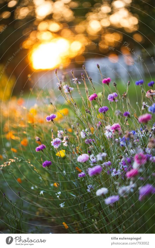 Sonnige Aussichten für 2015 ... Umwelt Natur Pflanze Sonnenaufgang Sonnenuntergang Sonnenlicht Sommer Schönes Wetter Blume Garten Park Wiese Blühend mehrfarbig