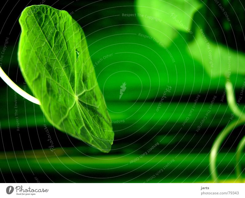 Grün mit Grün grün Pflanze Licht Wiese Kräuter & Gewürze Pflanzenteile Gras Kletterpflanzen Makroaufnahme jarts