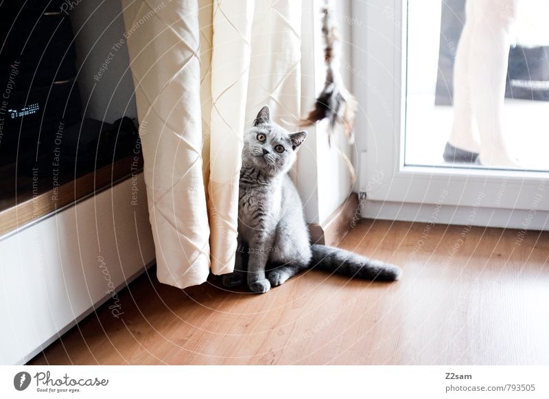 Was´n? Stil Häusliches Leben Wohnung Haus Tier Haustier Katze beobachten hocken Blick sitzen ästhetisch elegant hell schön Neugier niedlich Sauberkeit grau rein