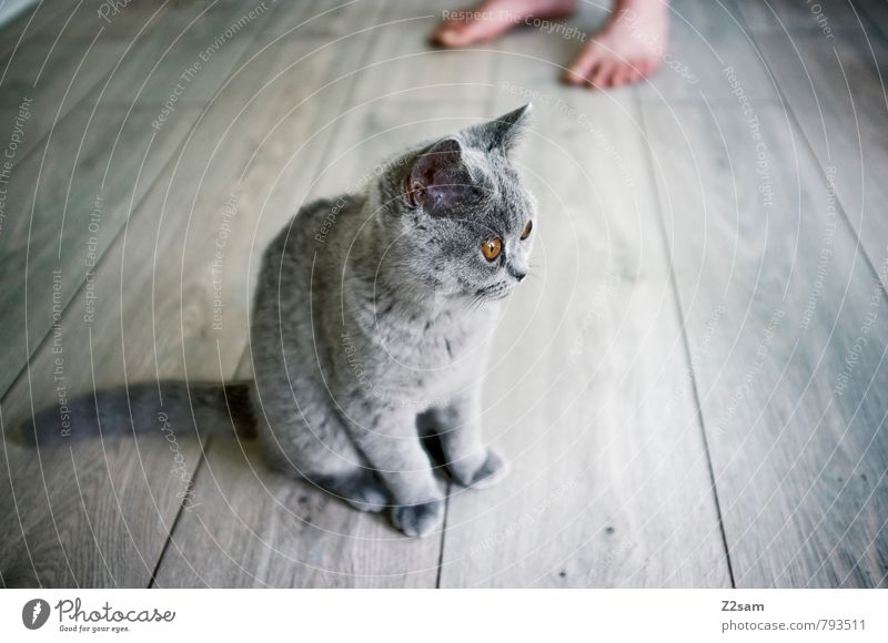 Mietz Mietz! Haustier Katze beobachten Erholung Blick sitzen ästhetisch elegant frech schön kalt kuschlig Neugier niedlich Sauberkeit grau Wachsamkeit Vorsicht