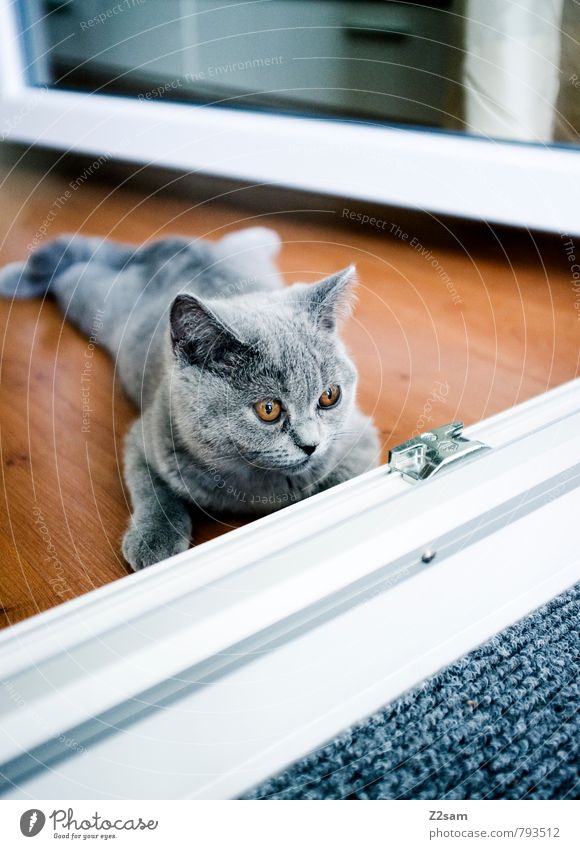 Abflacken Lifestyle Häusliches Leben Wohnung Haus Tier Haustier Katze beobachten Erholung liegen Blick ästhetisch elegant kalt klein Neugier niedlich schön
