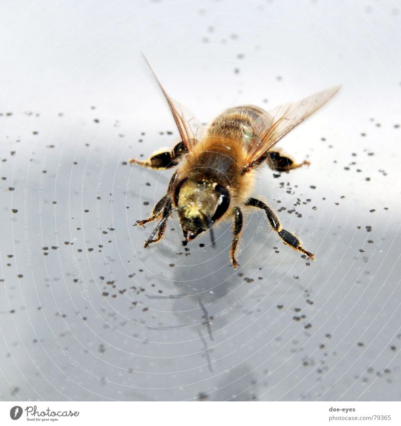 Biene Insekt fleißig Fell Tier schwarz-gelb Makroaufnahme Flügel