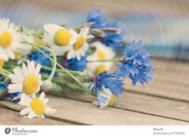 WiesenBlümchen Sommer Blume Blühend liegen natürlich blau weiß Lebensfreude Kornblume Kamillenblüten Holztisch Wiesenblume Farbfoto Menschenleer