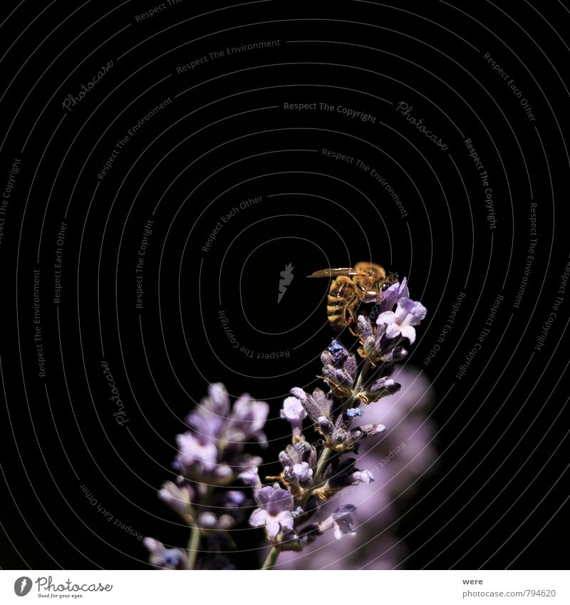 Sammelaktion Honig Honigbiene Frühstück Bioprodukte Imker Imkerei Natur Pflanze Tier Blume Biene Essen tragen fleißig Ausdauer Insekt Lavendel Farbfoto