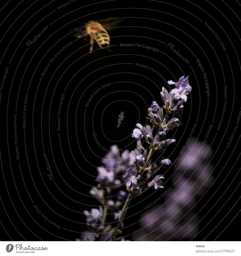 auf zur nächsten Honig Honigbiene Frühstück Bioprodukte Imker Imkerei Natur Pflanze Tier Blume Biene Essen fliegen tragen fleißig Ausdauer Insekt Lavendel