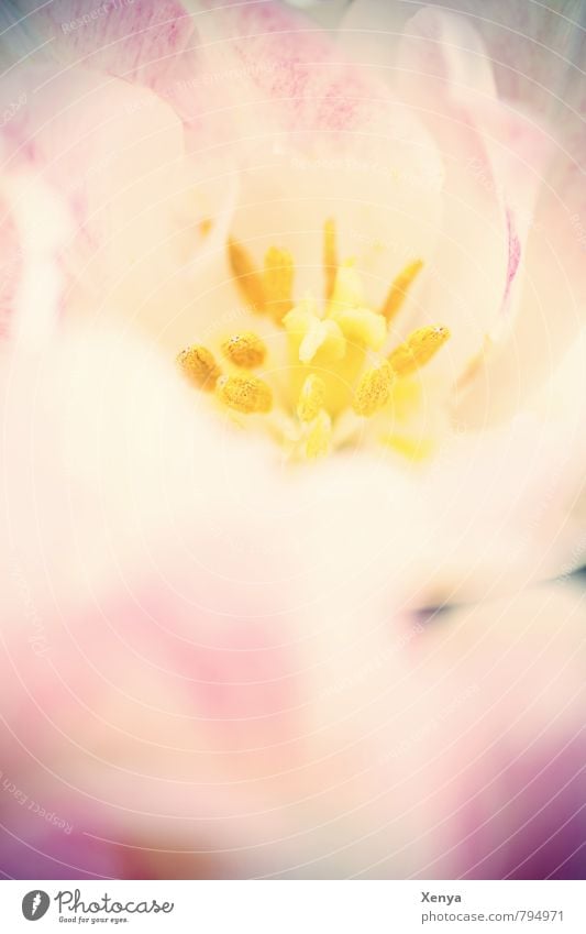 Bienenfutter Umwelt Natur Pflanze Blume Tulpe Blühend retro gelb rosa Frühlingsgefühle zart weich Blüte Blütenstempel Staubfäden Detailaufnahme Menschenleer