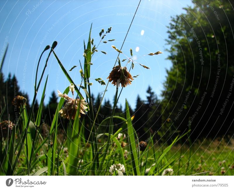 grünes gras Gras Sommer Erholung Froschperspektive Makroaufnahme Himmel