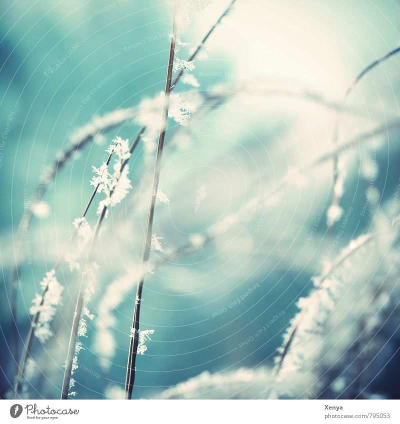 Winterglanz Umwelt Natur Landschaft Sträucher blau weiß Raureif Schneefall gefroren kalt verträumt Außenaufnahme Menschenleer Morgen Tag Schwache Tiefenschärfe