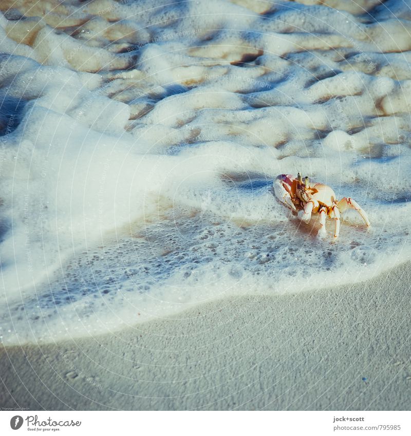 krabbeln im nassen Meeresfrüchte Sand Wärme Indischer Ozean Brandung Wildtier Krebstier 1 authentisch exotisch Idylle Natur tropisch Schaum Lebensraum